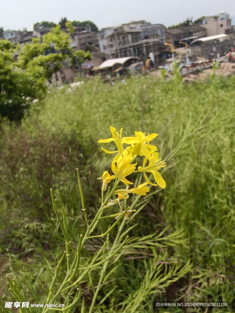 田野中的灿烂黄色小花