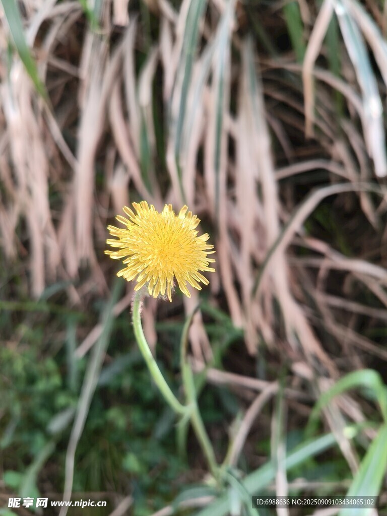 草丛中的黄色蒲公英花