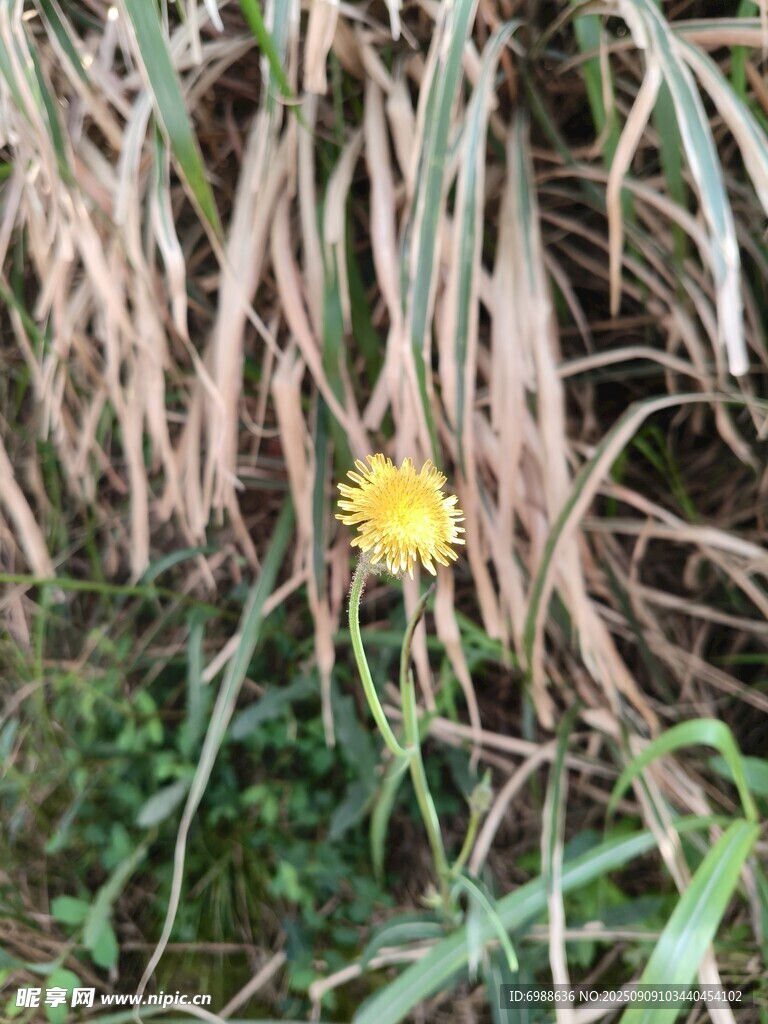 草丛中绽放的黄色小花