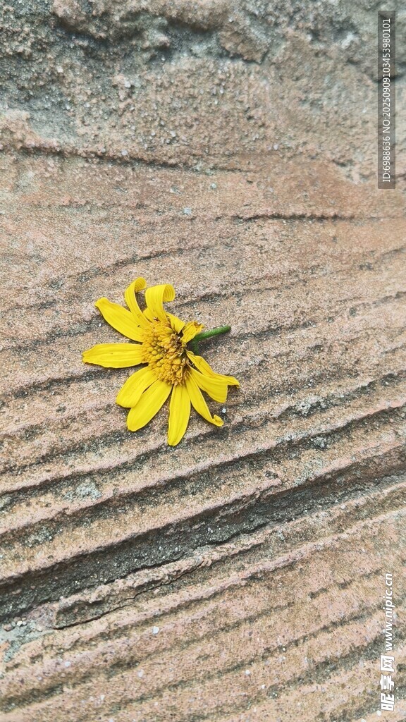 木板上的单朵黄色小花