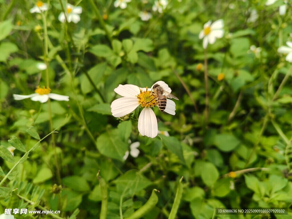 蜜蜂采蜜于白色小花间