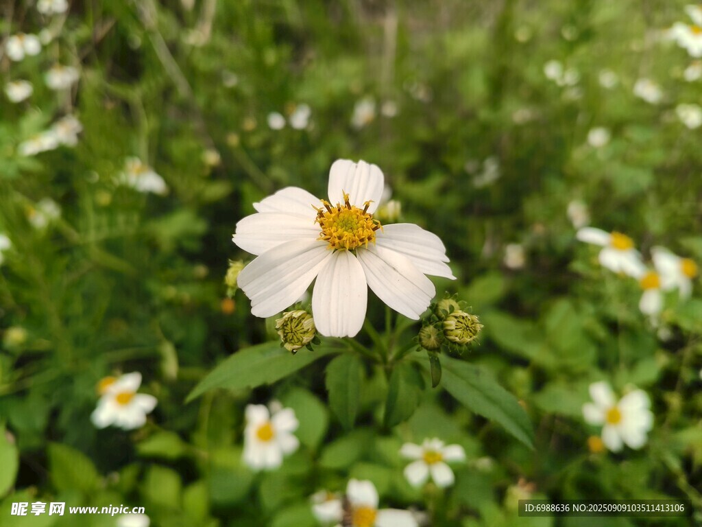 田野中的白色小花