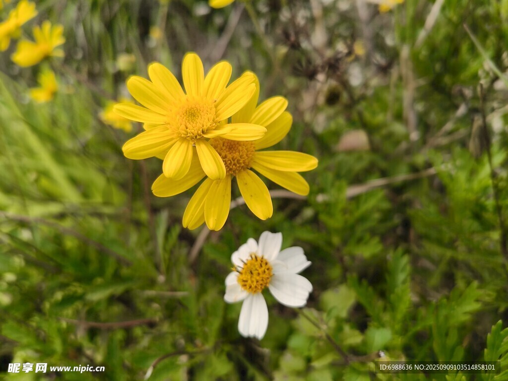 草地上的黄白小花