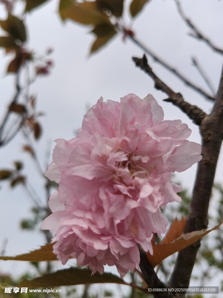 娇艳粉色樱花绽放枝头