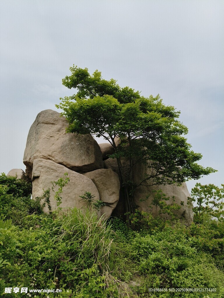 石上孤树尽显自然野趣