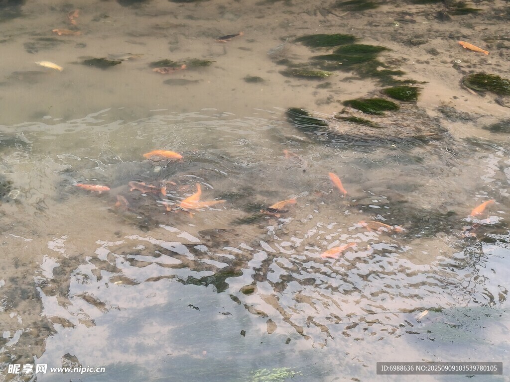 水中游动的多彩小鱼