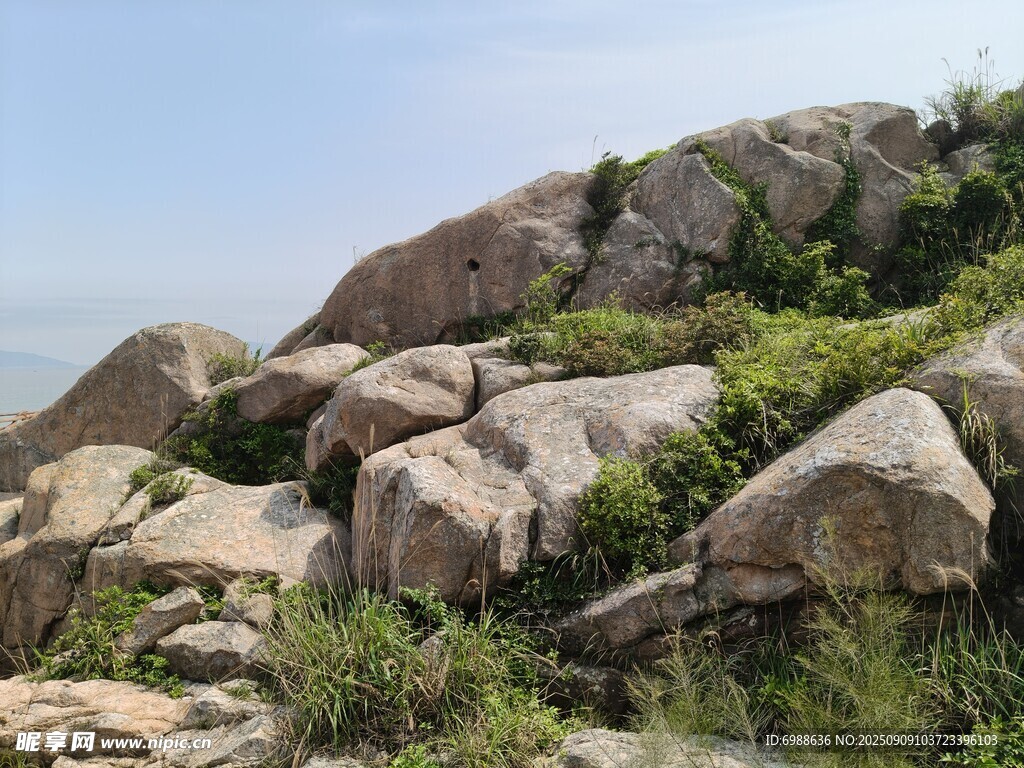 岩石上的绿意盎然
