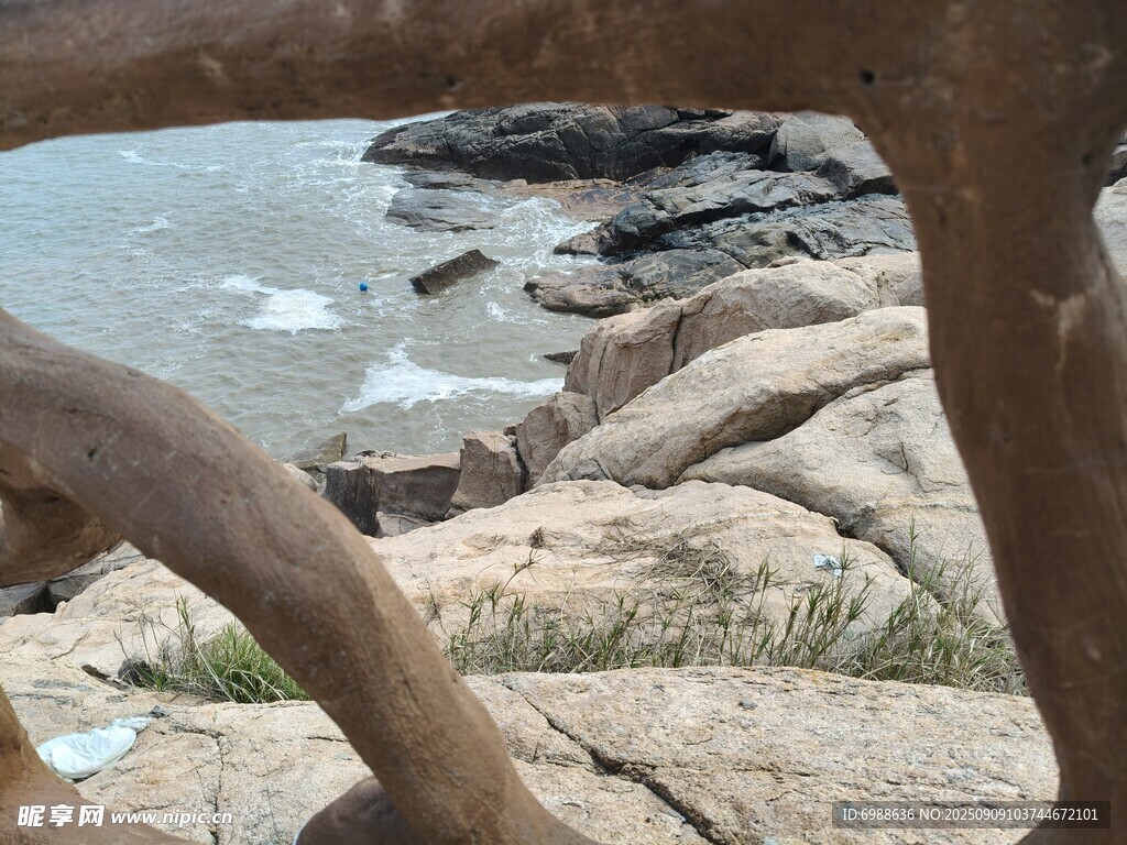 海边岩石旁的弯曲树干