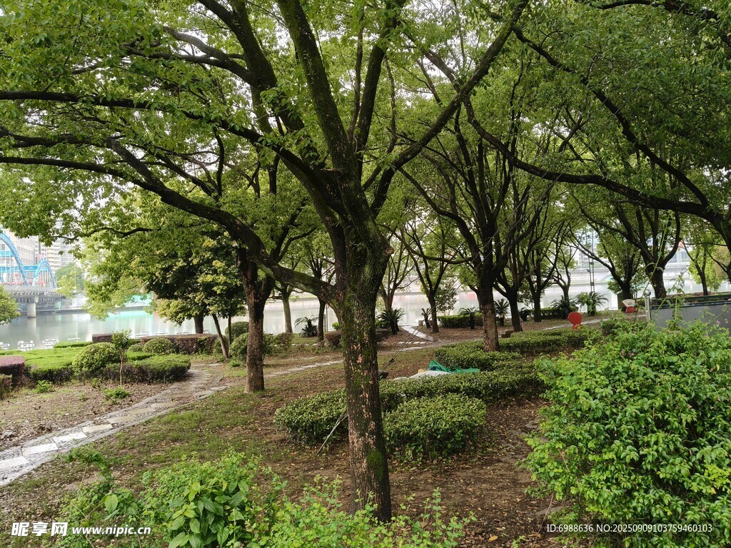 林间绿意盎然的静谧景致