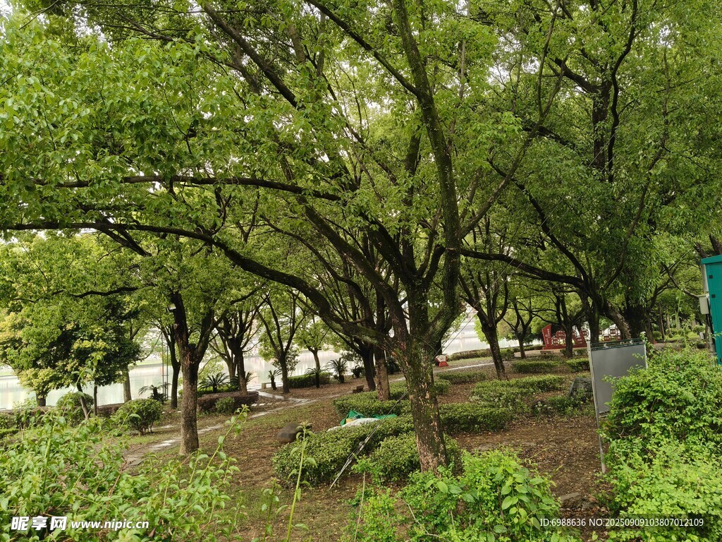 绿意盎然的公园树木景观