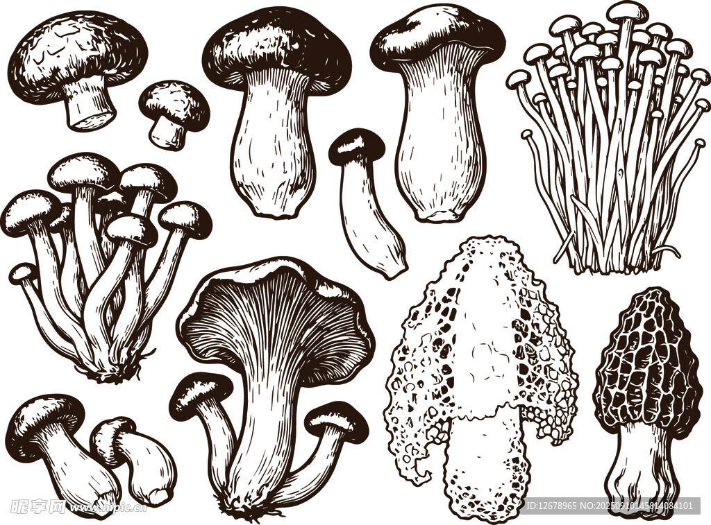 多样蘑菇黑白插画集合