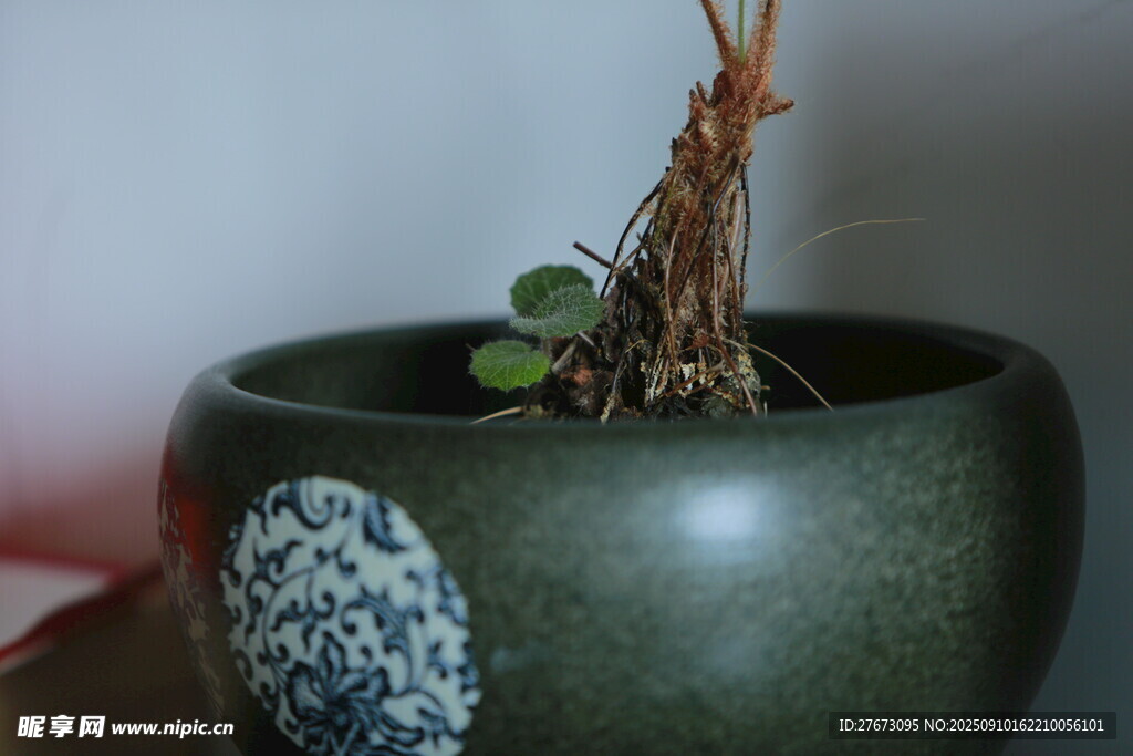 古朴陶盆中的绿植盆景