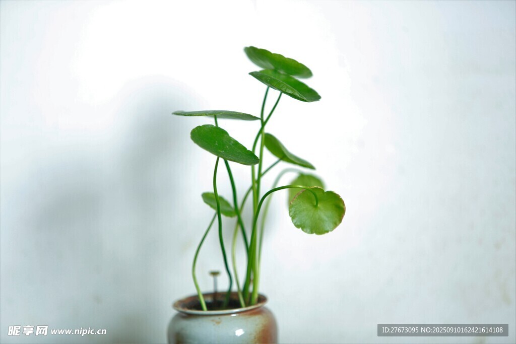 陶瓷盆中的清新绿植