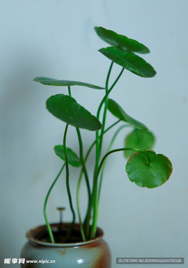 陶瓷盆中的清新绿植