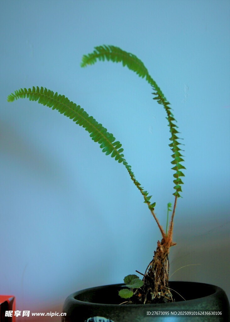 翠绿蕨类盆栽植物特写