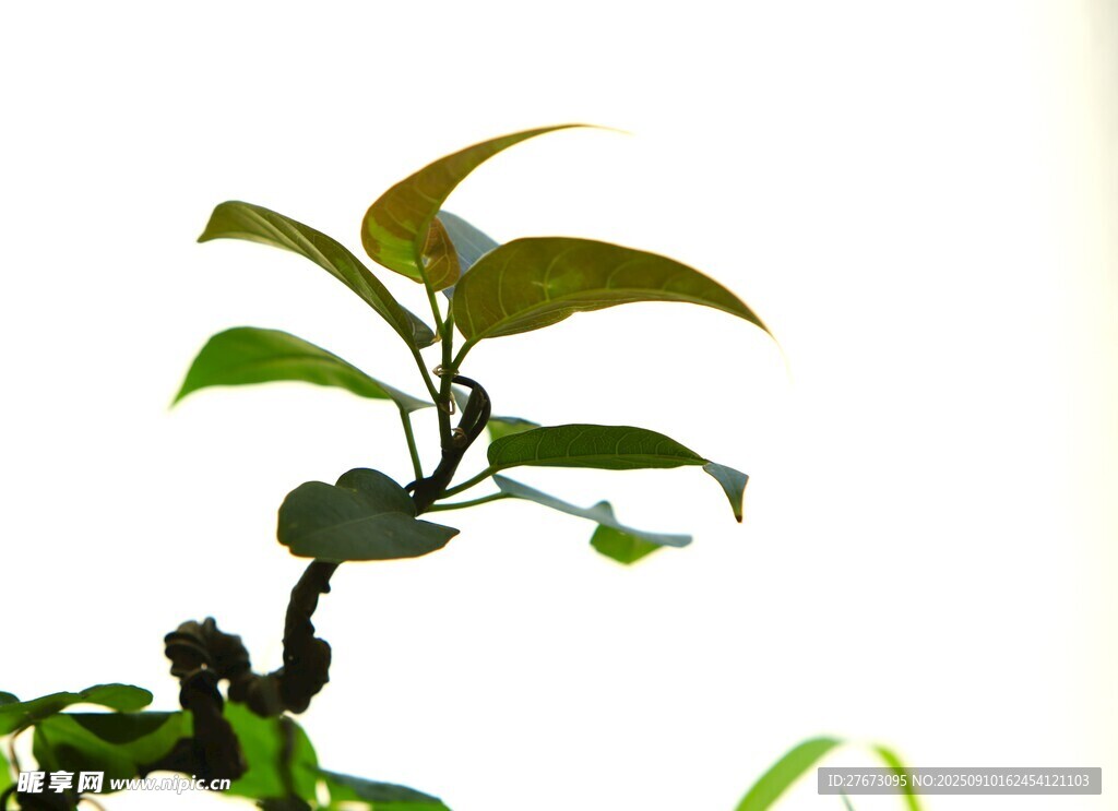 嫩绿枝叶的生机盆景