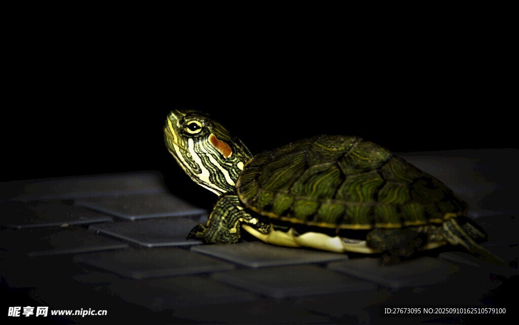 暗光下的绿壳乌龟