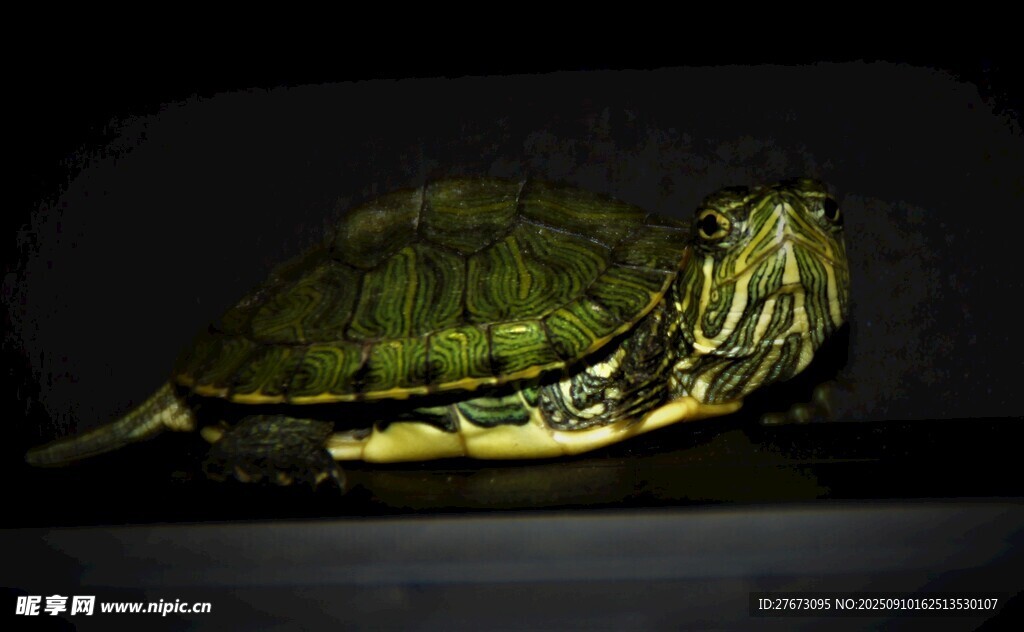 绿壳乌龟特写