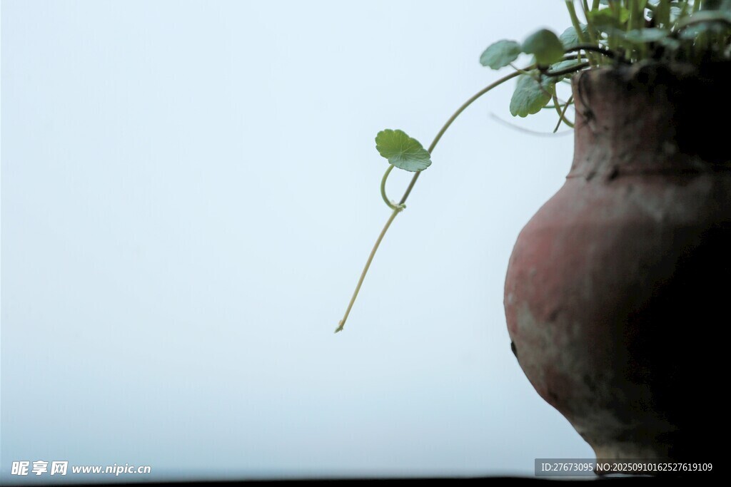 陶盆绿植 一抹清新自然