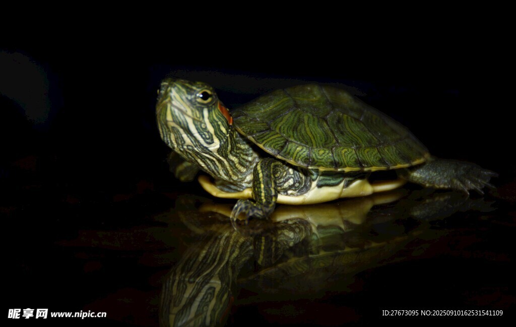 暗光下的绿壳乌龟