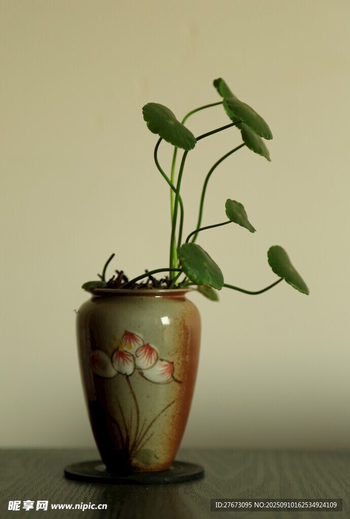 古朴花瓶中生长的绿植