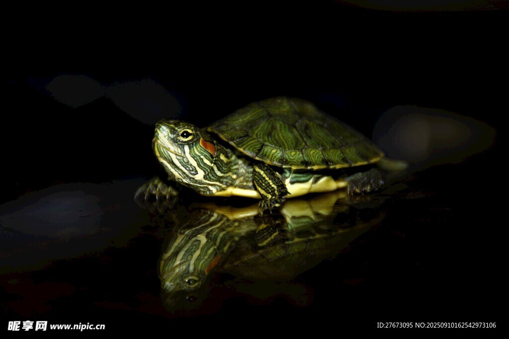暗光下的乌龟