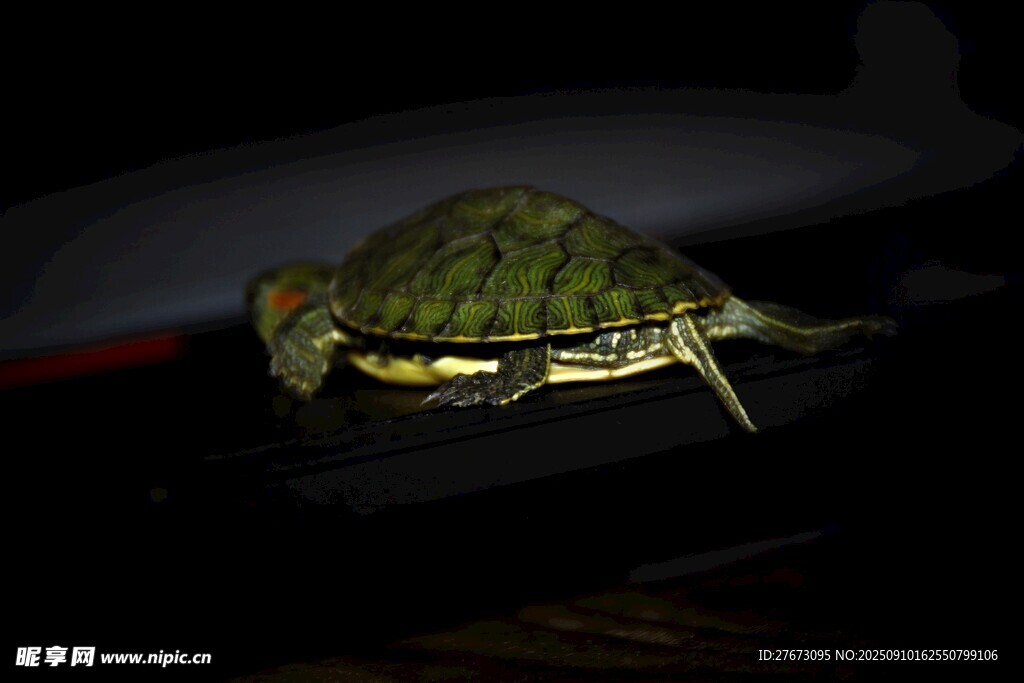 黑暗中的绿壳乌龟