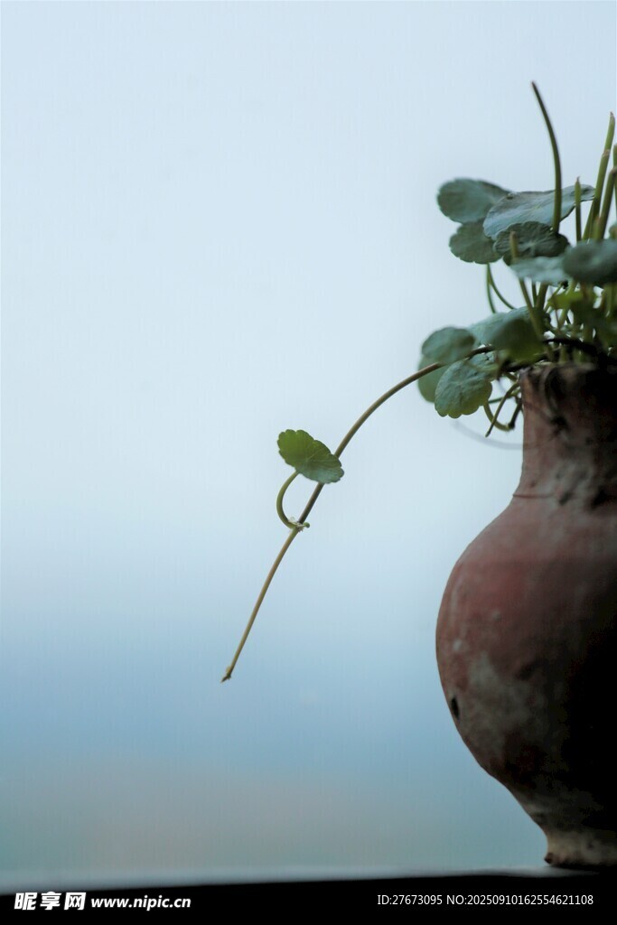 陶盆中生长的翠绿植物