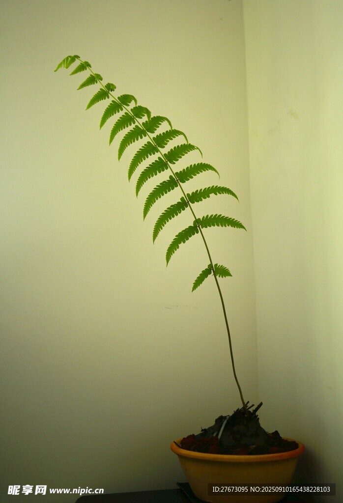 室内盆栽蕨类植物