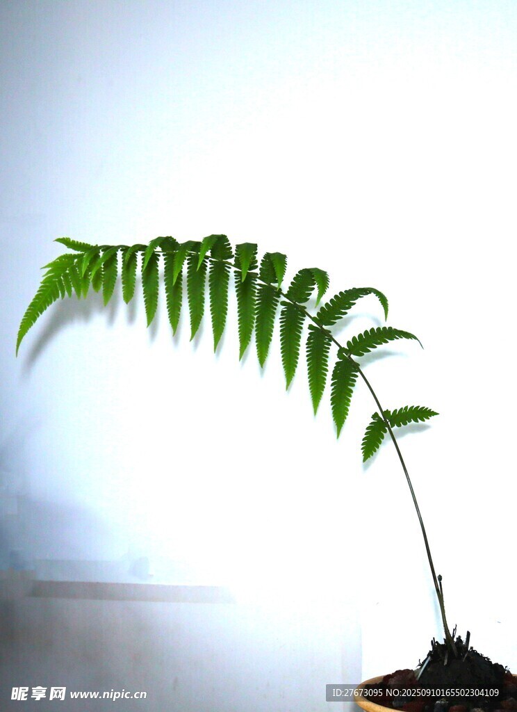 弯曲的翠绿羽状叶片植物