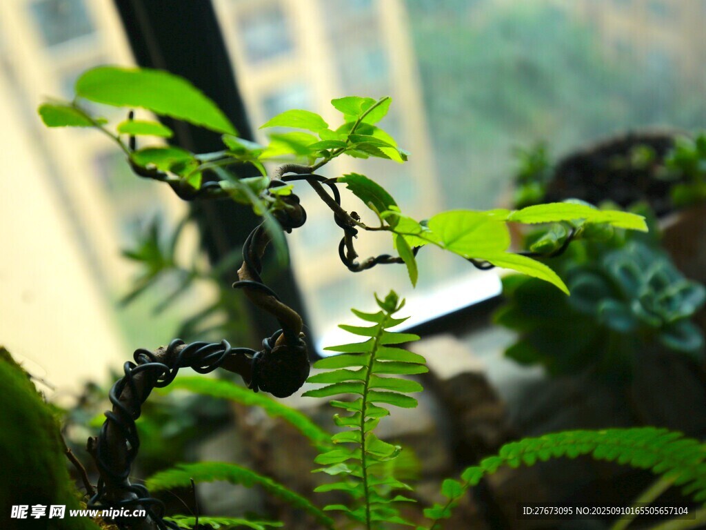 室内小盆景 绿意盎然