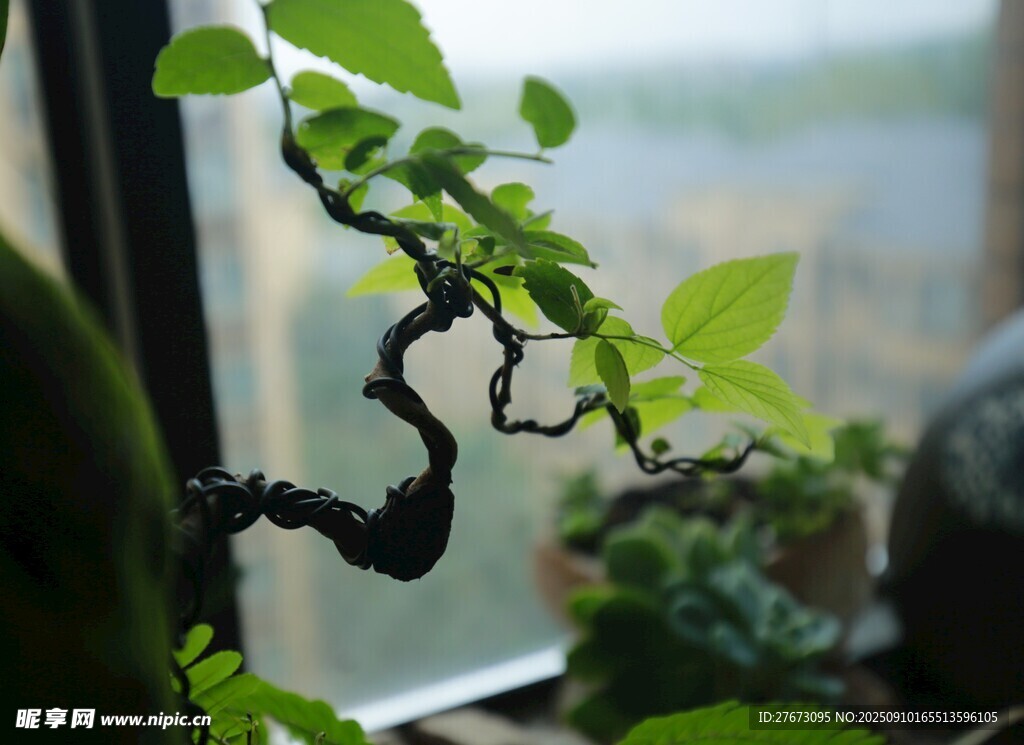 窗前虬枝绿植展生机