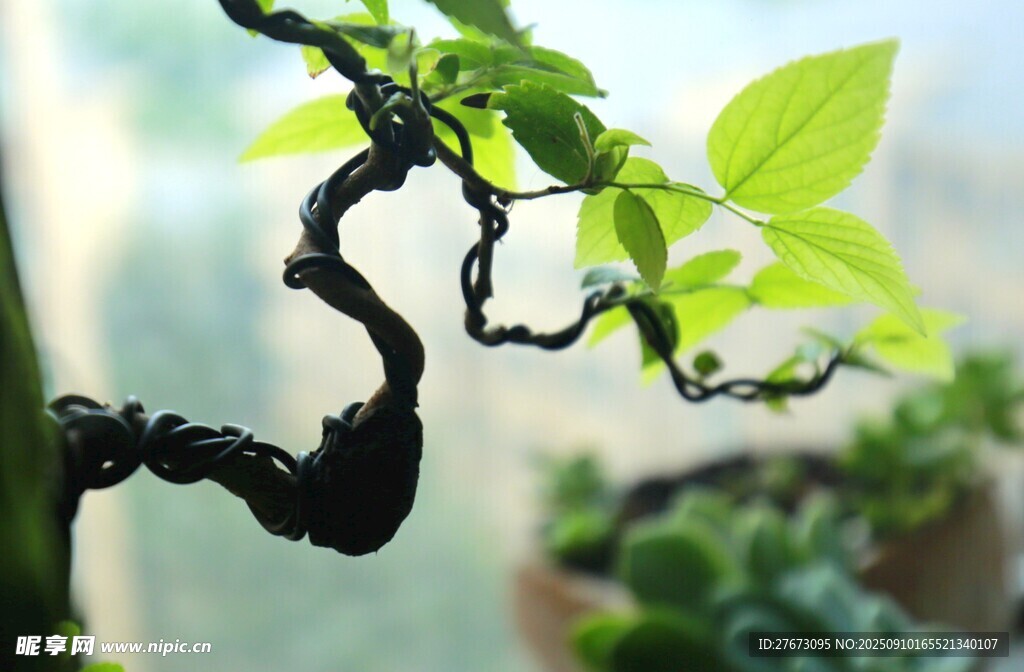 弯曲枝干的翠绿盆景