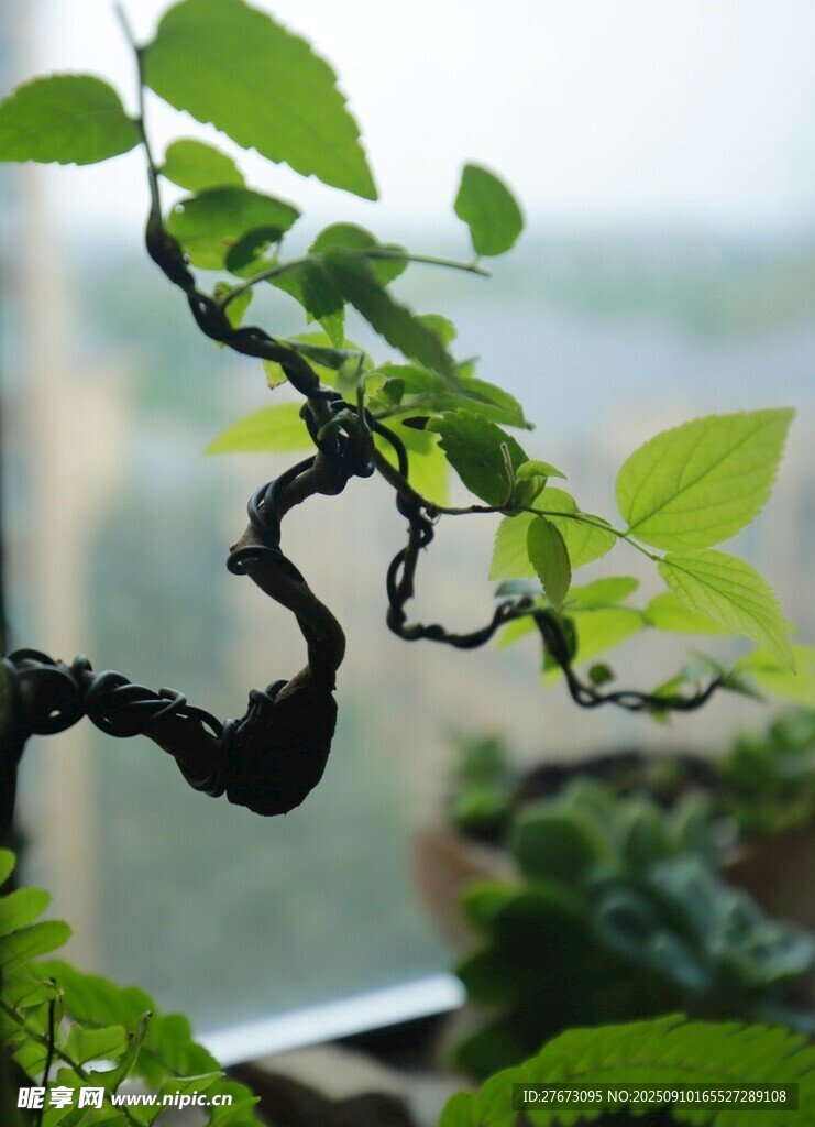 弯曲枝干的翠绿盆景