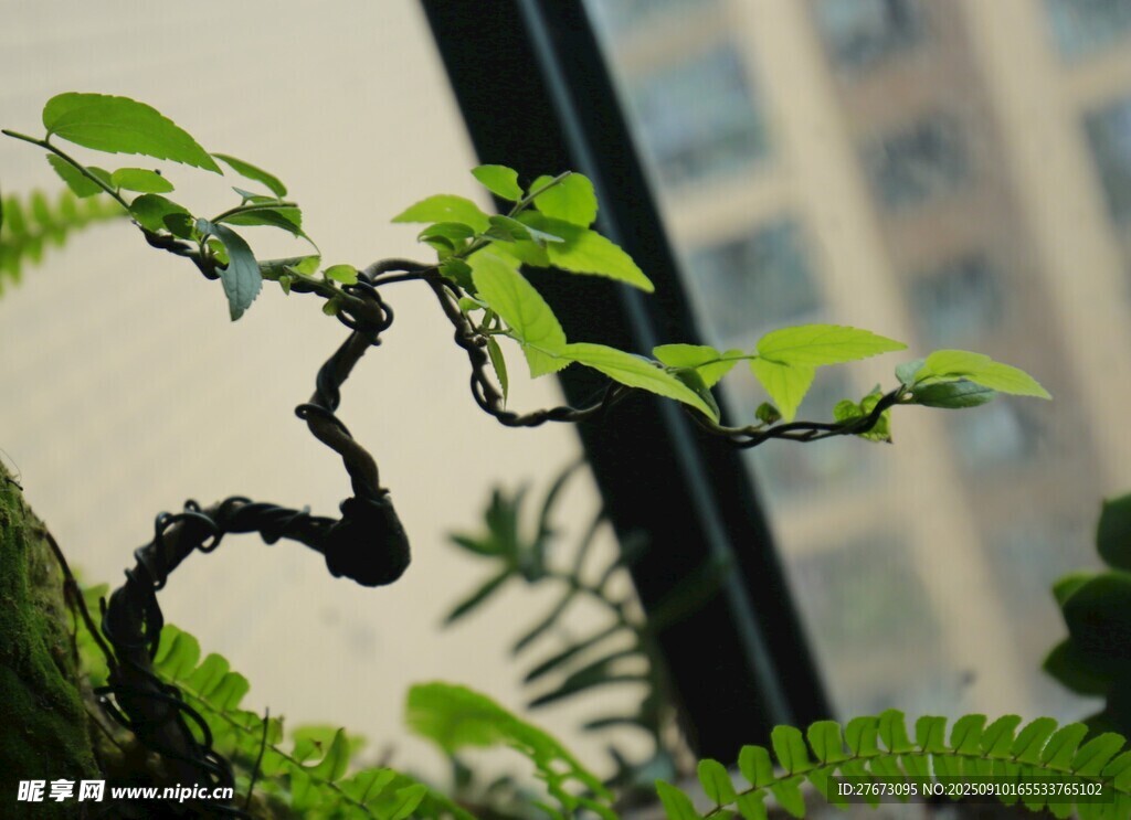 窗前弯曲绿植生机盎然