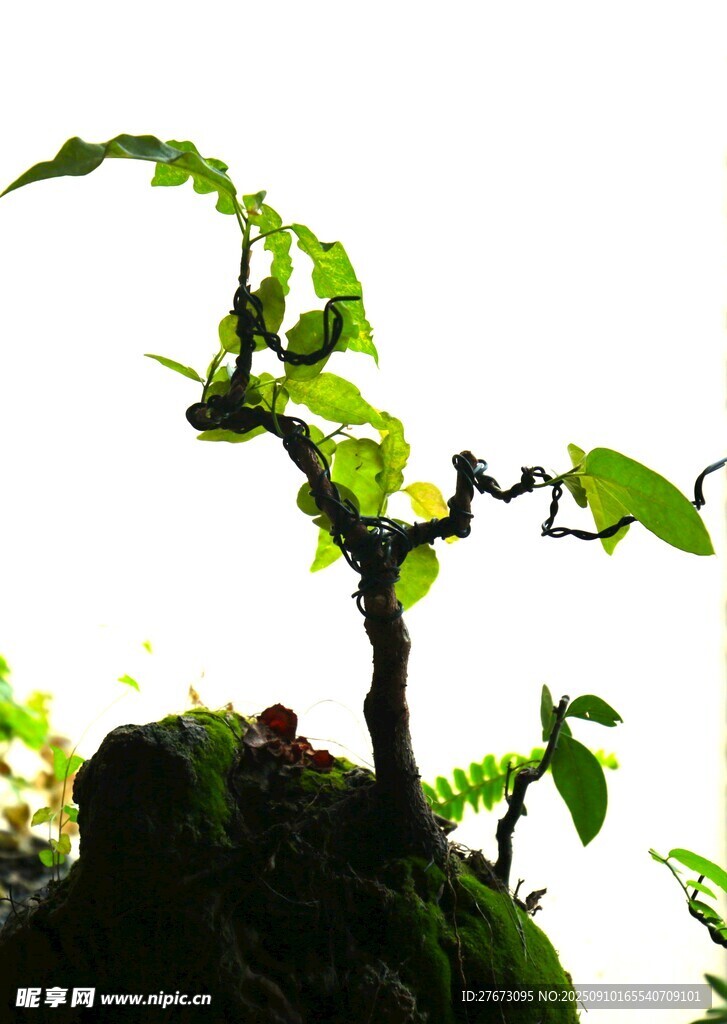 精致盆景绿植 生机盎然