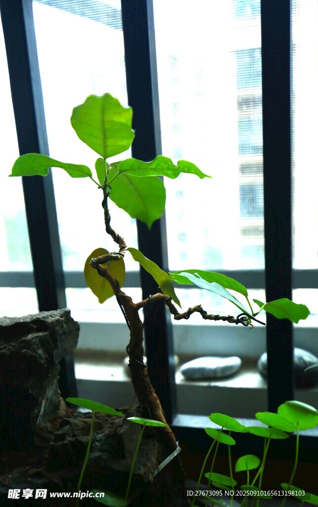 窗边绿植 生机盎然