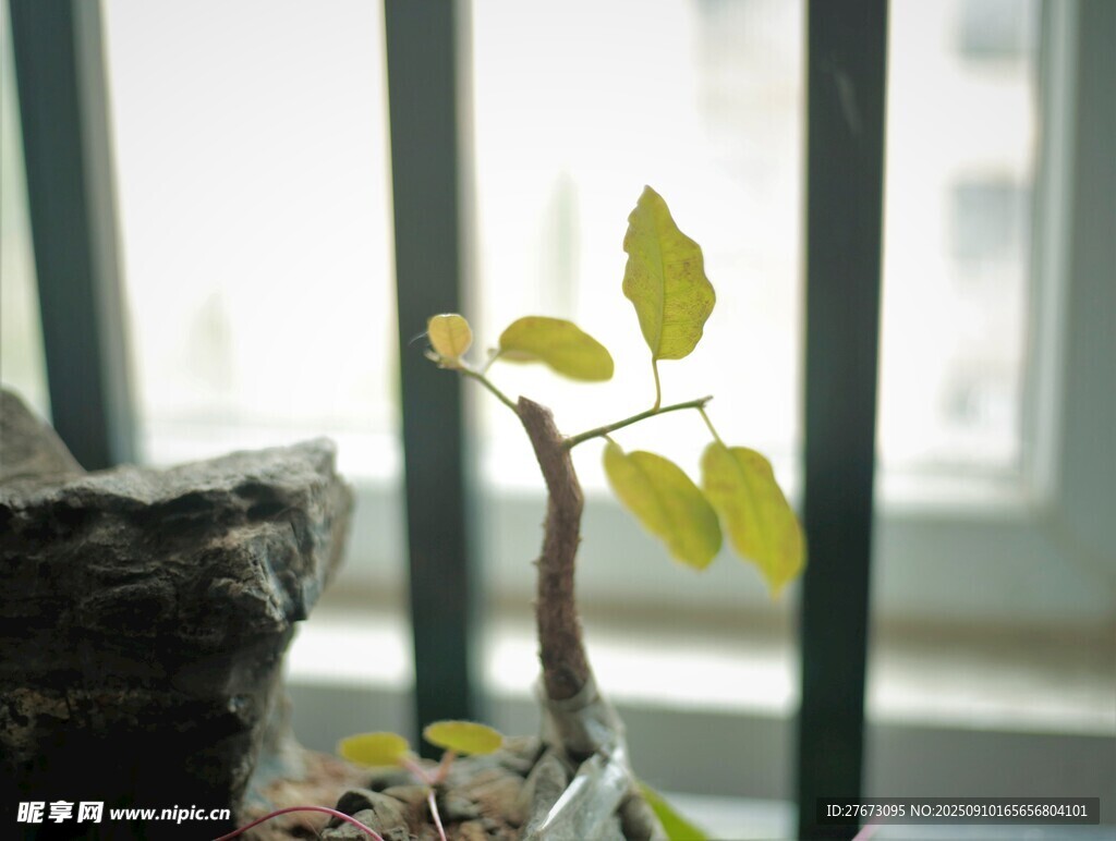 窗边小盆栽 绿意初绽