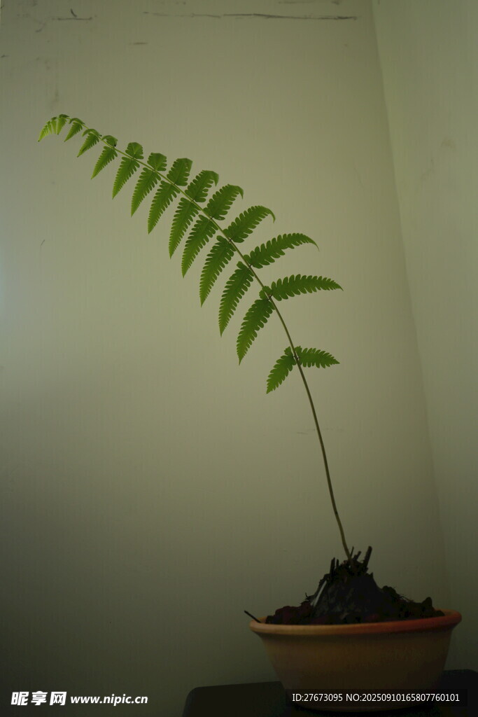 盆栽蕨类植物的优雅姿态