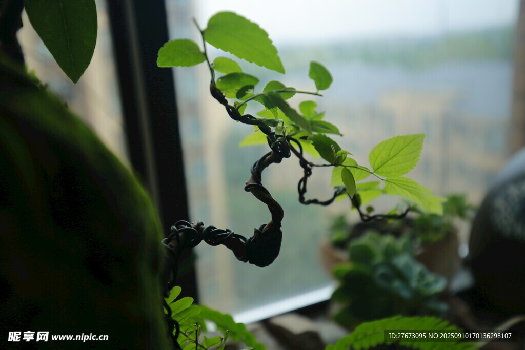 窗边精致小盆景