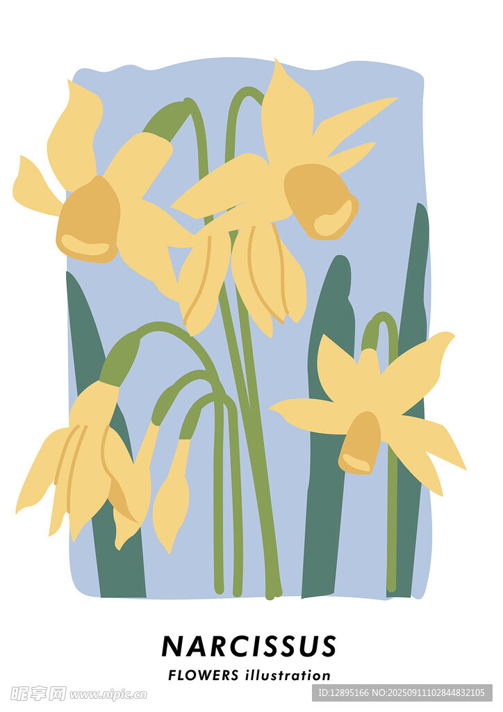 黄色水仙插画
