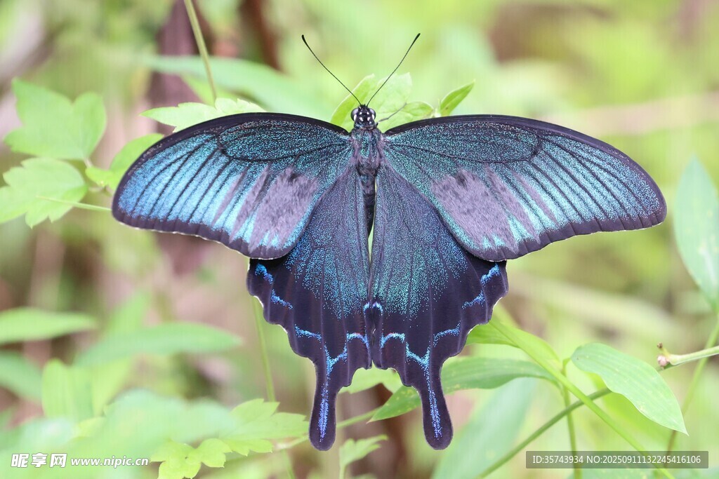 蓝紫色蝴蝶停于绿叶间