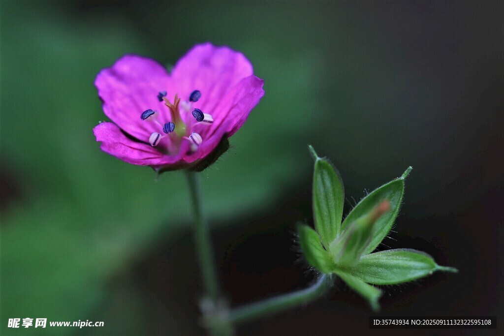 娇艳紫色小花特写