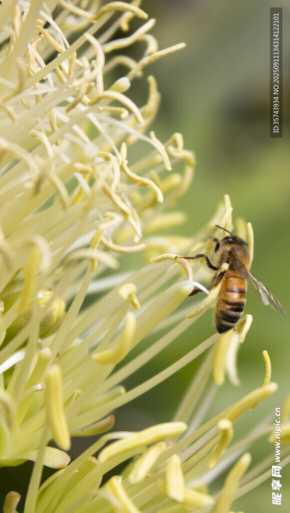 蜜蜂停留在黄色花朵上