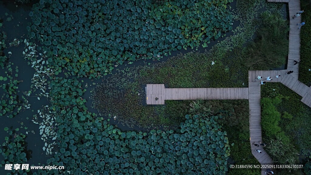 俯瞰湿地中的栈道景观