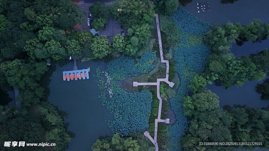 俯瞰森林中的水上栈道