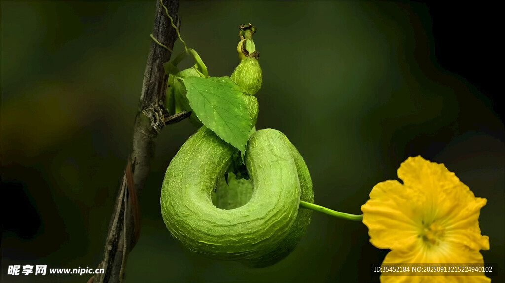 嫩南瓜与黄色南瓜花