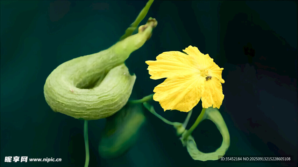 嫩南瓜与黄色南瓜花