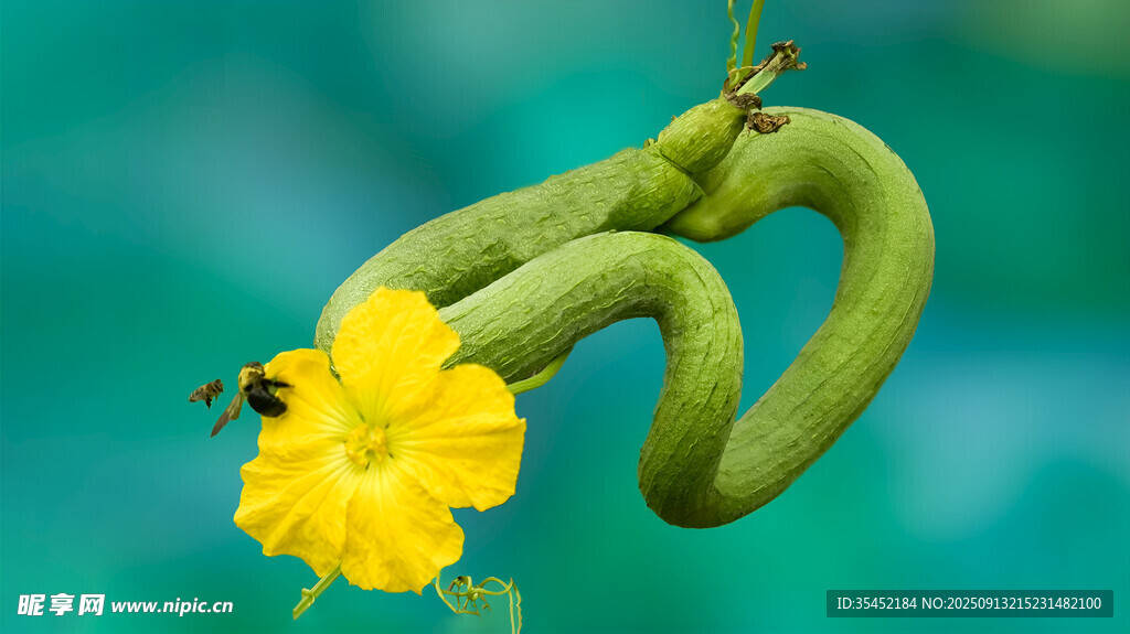 嫩南瓜与黄色南瓜花