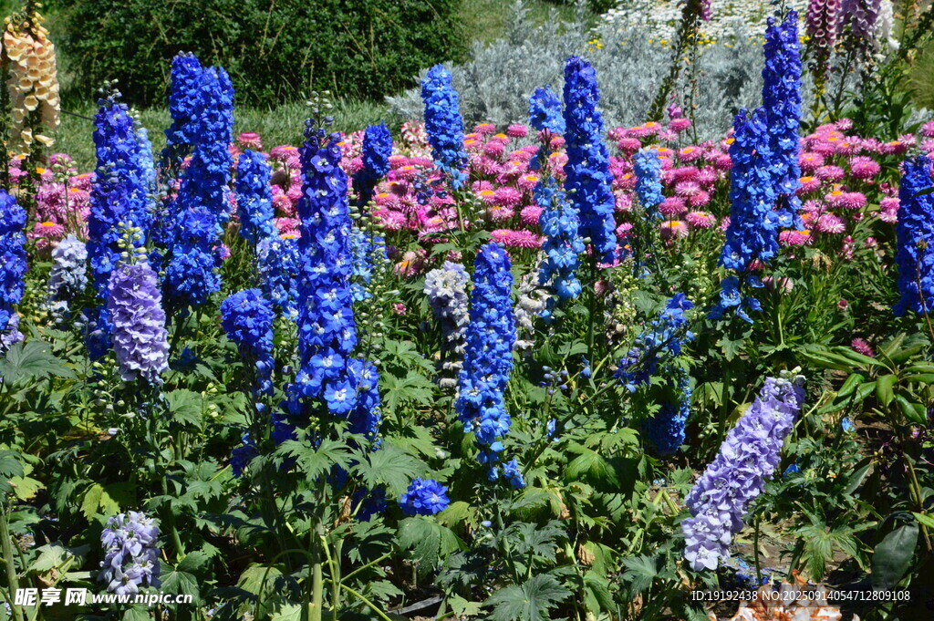 高翠雀花 